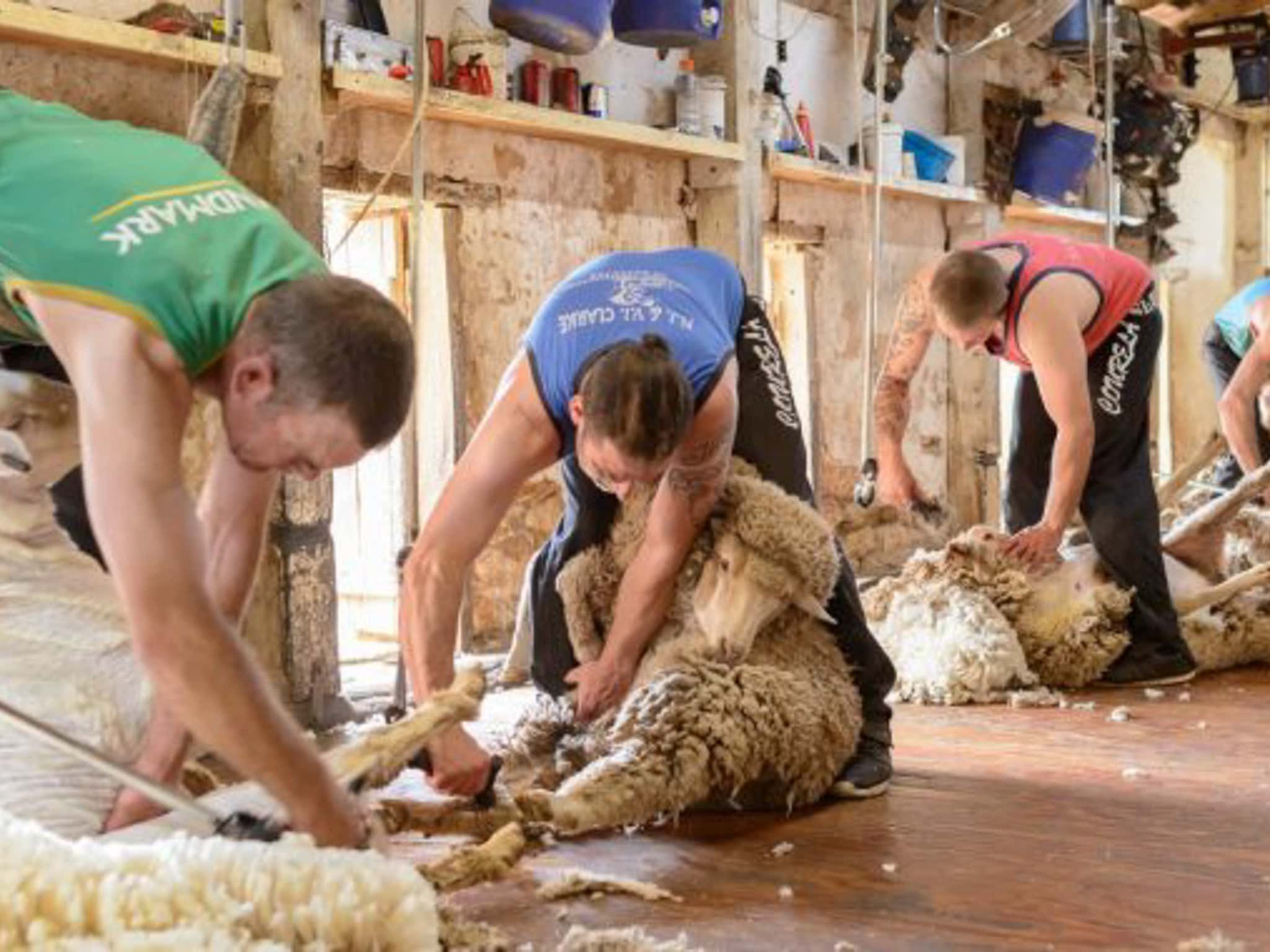 Shearing 2017 Shearing In Action2 720x380