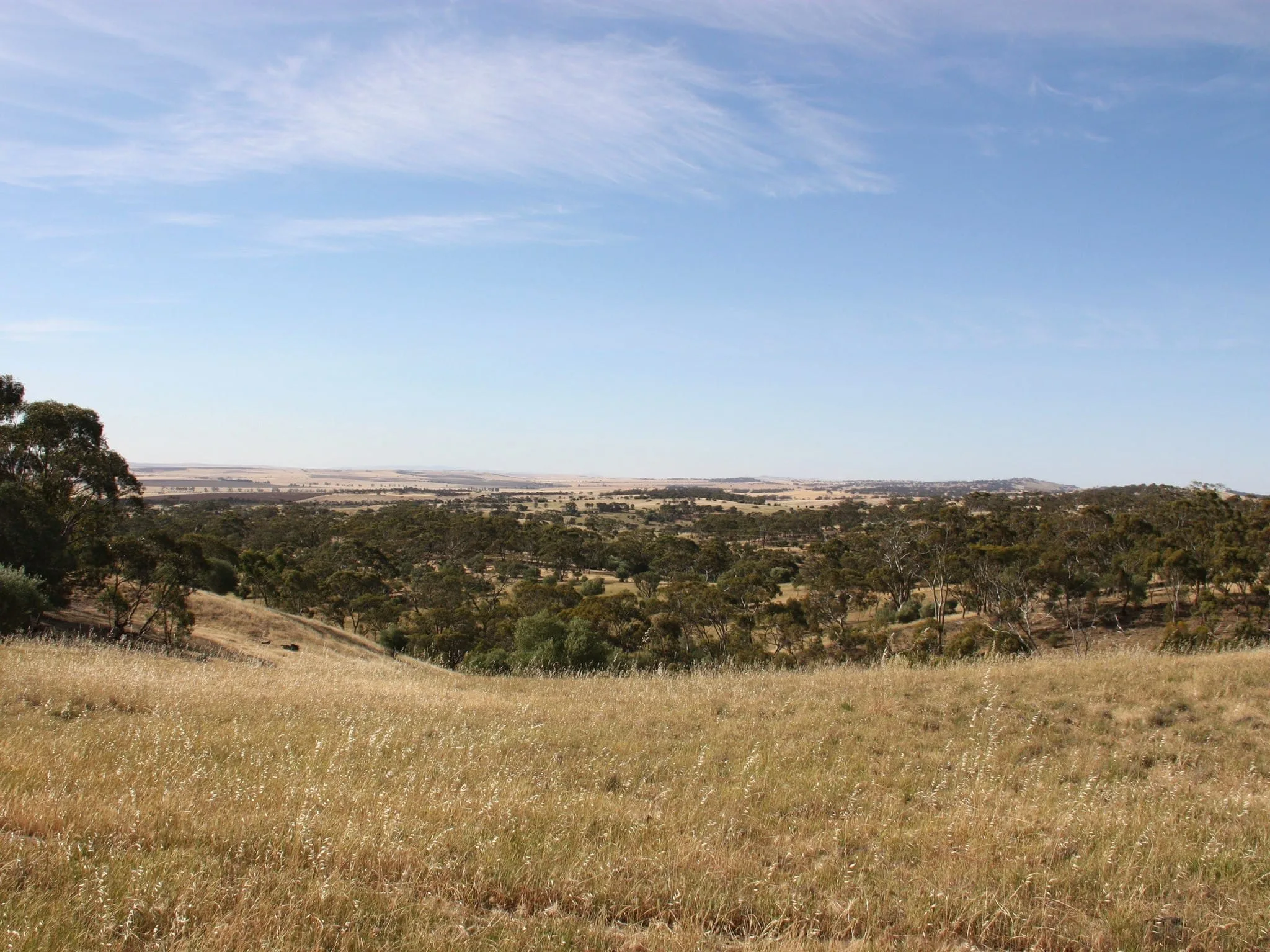 Bungaree Paddocks 2048px (2)