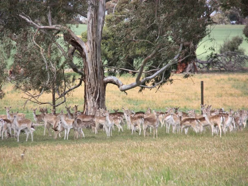 Fallow deer at Bungaree