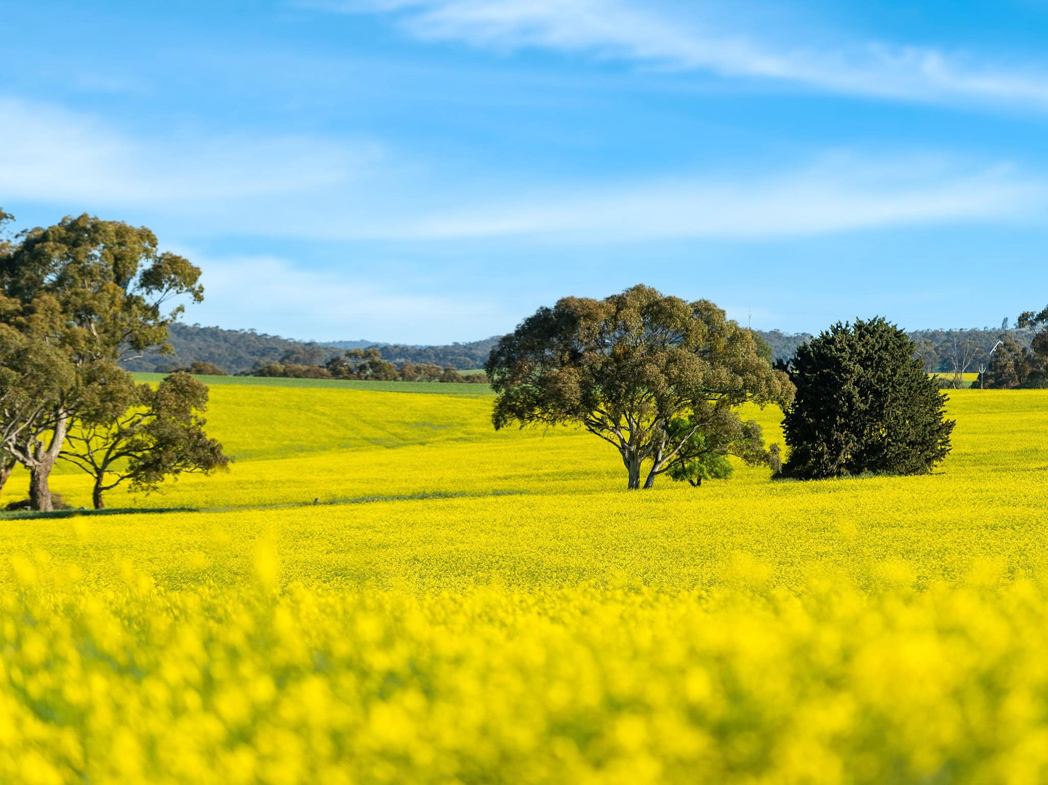 Flowering canola crop at Bungaree, Clare Valley